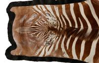 A Zebra Taxidermy Rug