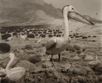 A group of six photographs from the Natural History series