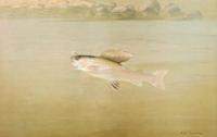 A.D. Turner, (18th/19th Century), chromolithograph "The Montana Grayling" printed by Sackets & Wilhelm’s Litho & Ptg Co. New York, Copy
