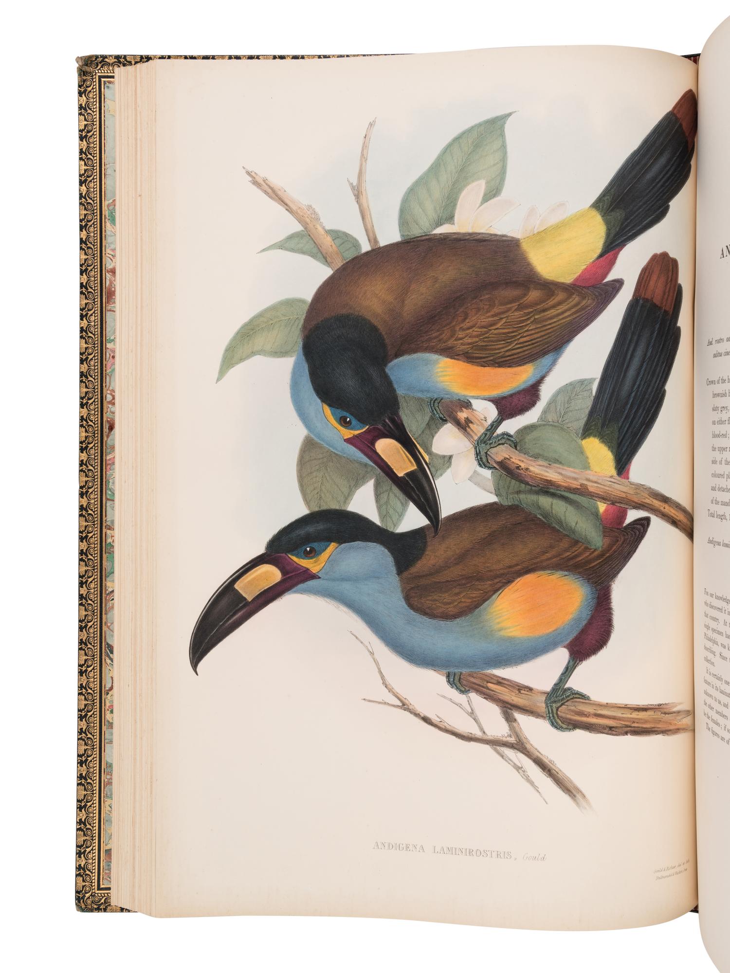 [NATURAL HISTORY]. GOULD, John (1804-1881). A Monograph of the Ramphastidae, or Family of Toucans . London: Taylor and Francis for the Author, [1852-] 1854.