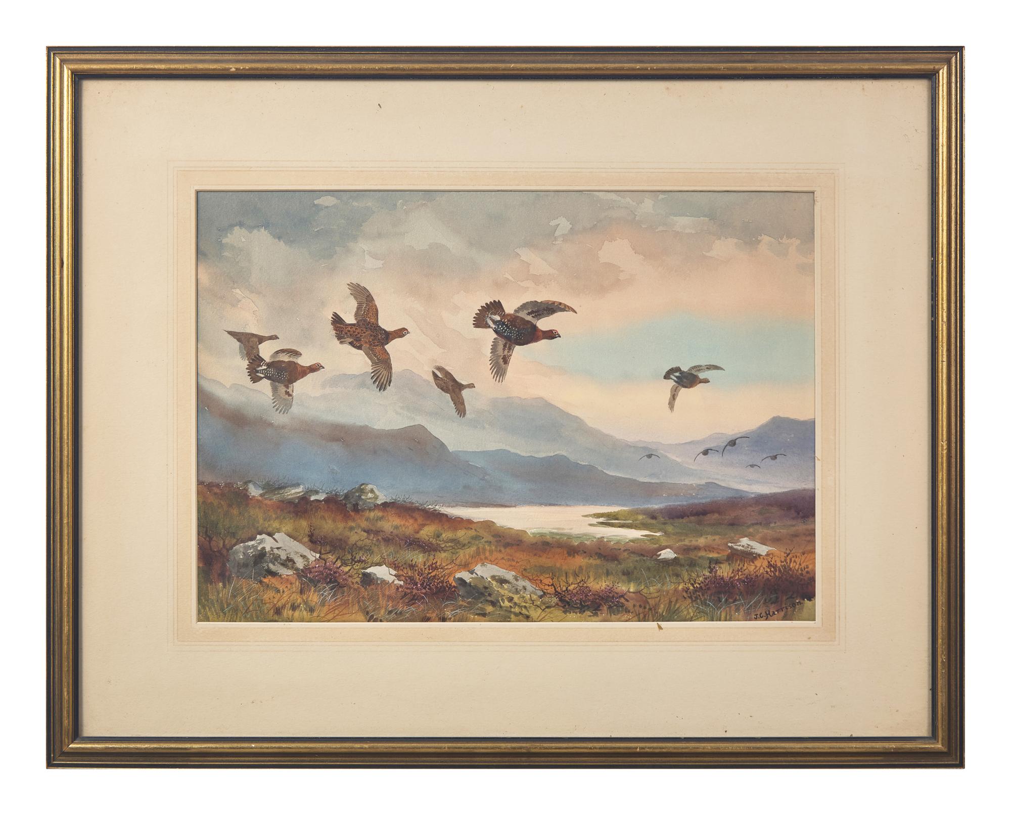 Grouse on the Moor
