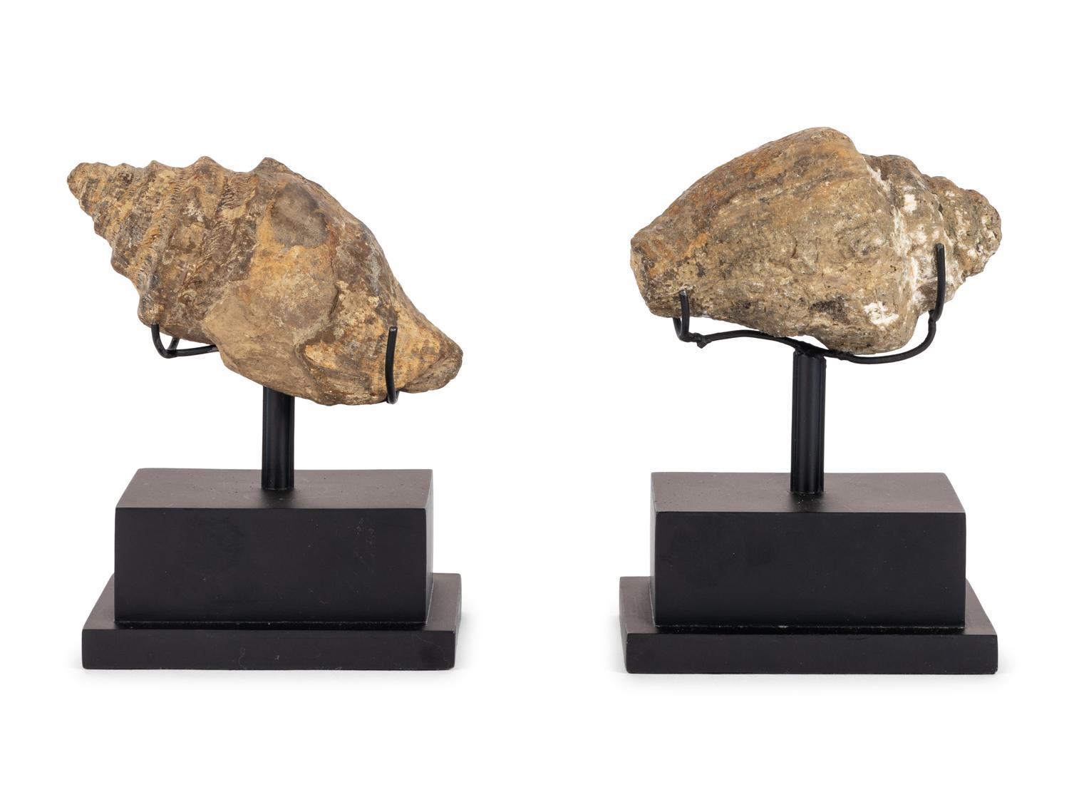 A Pair of Shell Fossil Specimens