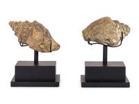 A Pair of Shell Fossil Specimens