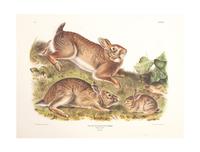 Southart Parkway's Limited Edition Facsimiles from Viviparous Quadrupeds of North America; Set Two: Audubon Mammals of the Southeast