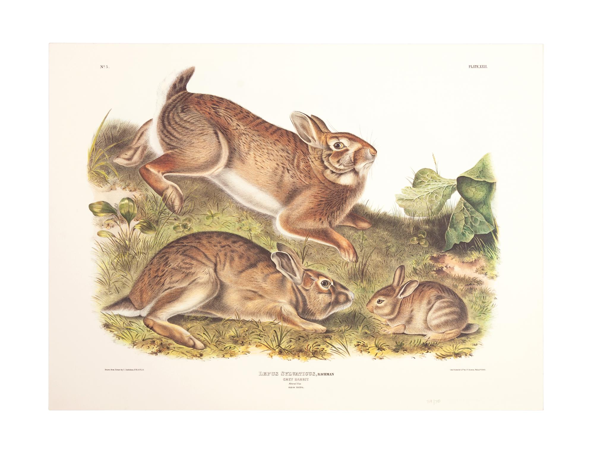 Southart Parkway's Limited Edition Facsimiles from Viviparous Quadrupeds of North America; Set Two: Audubon Mammals of the Southeast