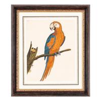 A Group of Nine Hand-Colored Engravings of Birds