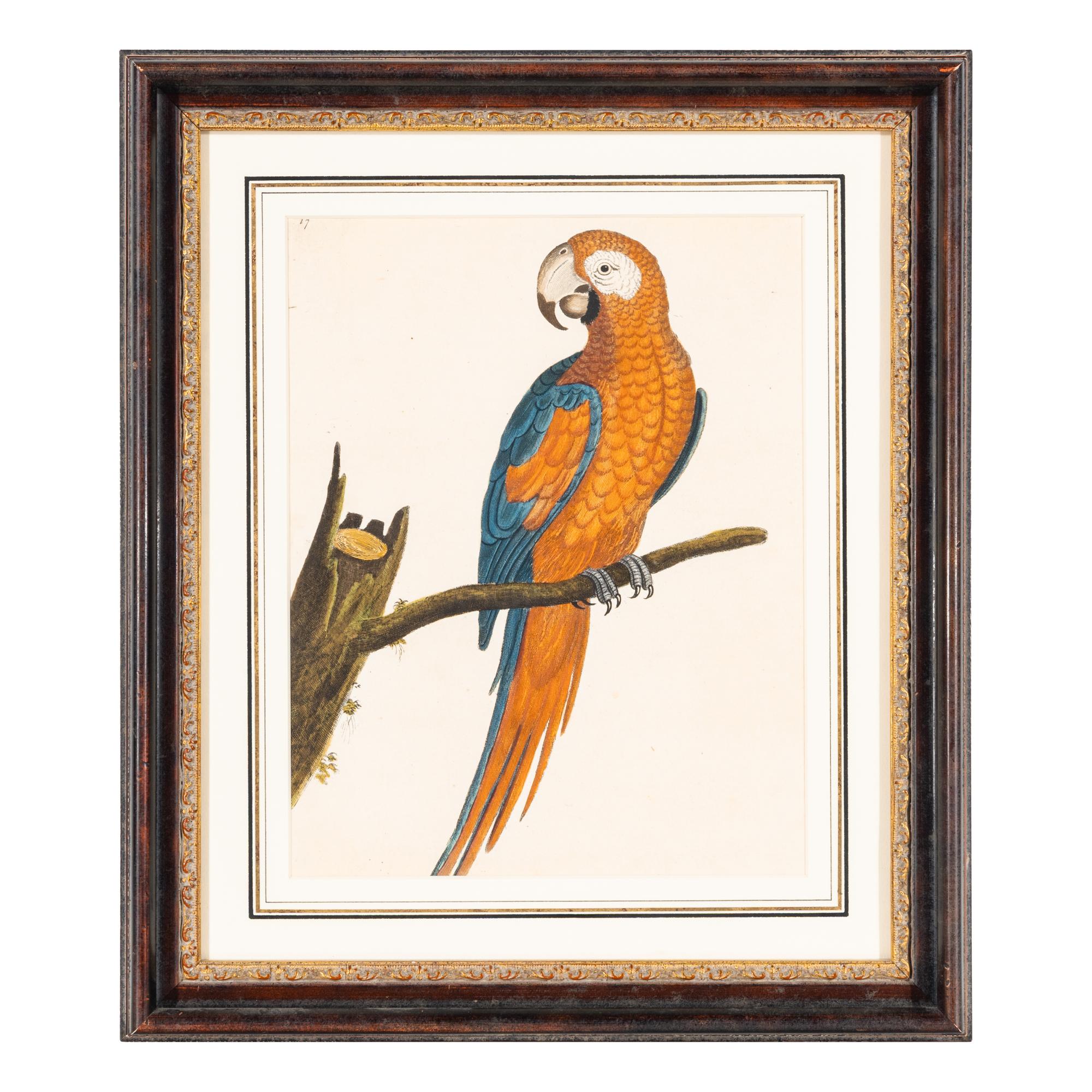 A Group of Nine Hand-Colored Engravings of Birds