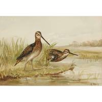 ALEXANDER POPE JUNIOR (AMERICAN 1849-1924) "BLACK DUCK" FROM UPLAND GAME BIRDS AND WATERFOWL OF THE UNITED STATES