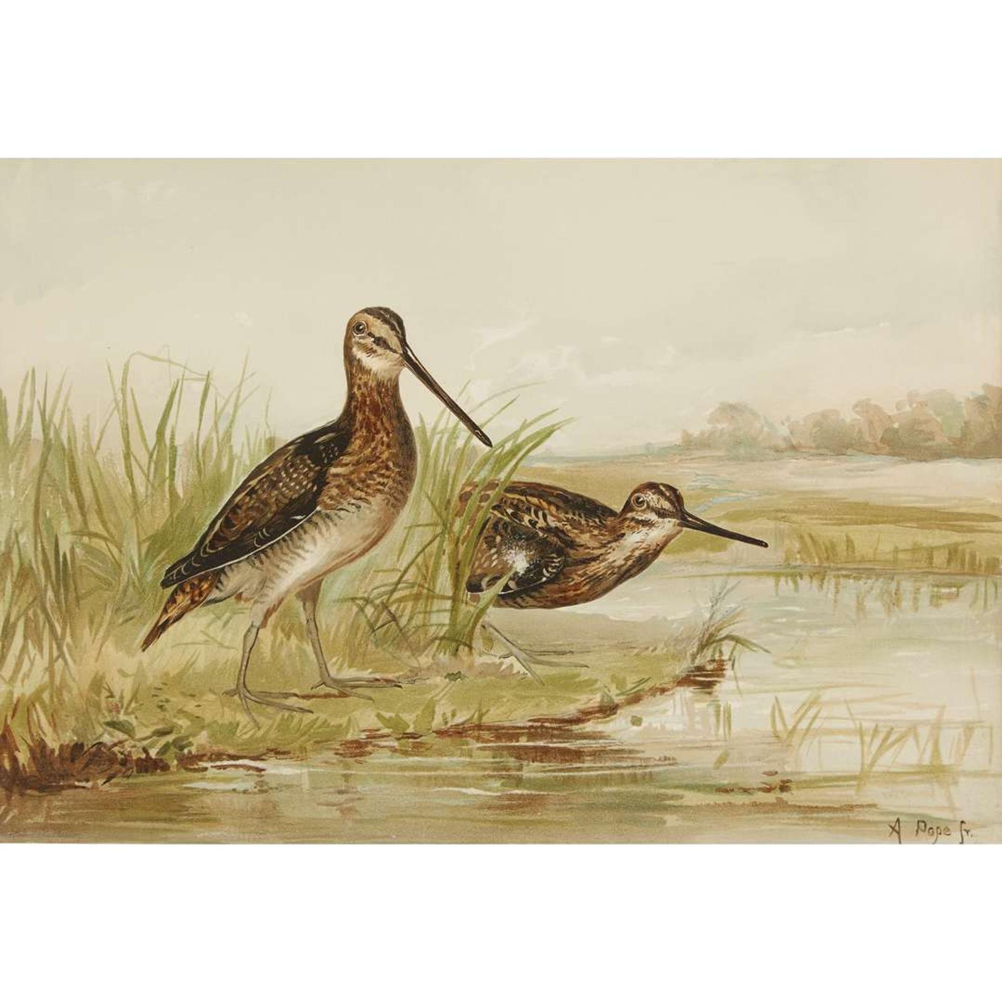 ALEXANDER POPE JUNIOR (AMERICAN 1849-1924) "BLACK DUCK" FROM UPLAND GAME BIRDS AND WATERFOWL OF THE UNITED STATES