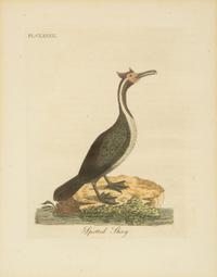 A Collection Ten Ornithological Gilt Framed Hand Colored Lithographs from Shaw's General Zoology — 19TH/20TH CENTURY