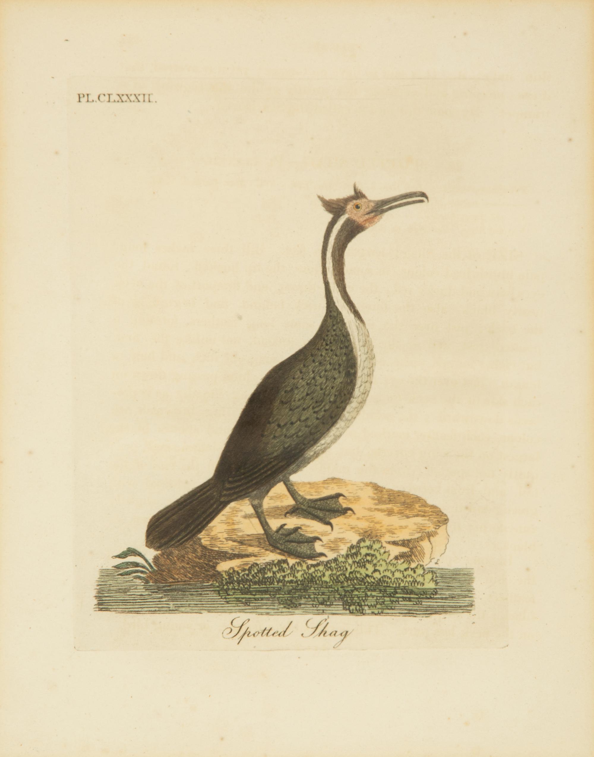 A Collection Ten Ornithological Gilt Framed Hand Colored Lithographs from Shaw's General Zoology — 19TH/20TH CENTURY
