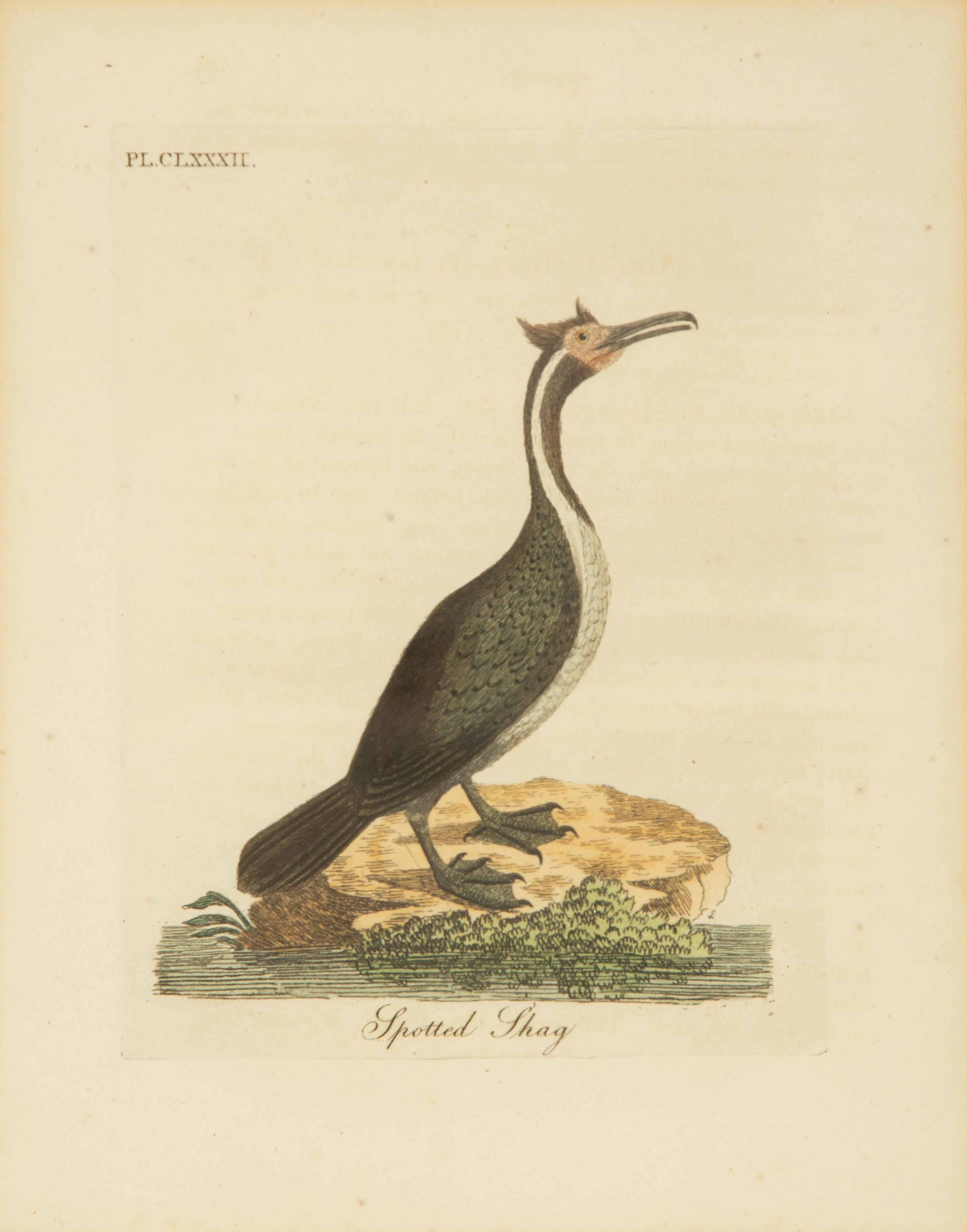 A Collection Ten Ornithological Gilt Framed Hand Colored Lithographs from Shaw's General Zoology — 19TH/20TH CENTURY