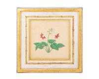 Red and White Lilies