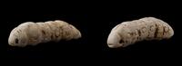 Two Chinese Jade Silkworms