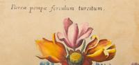A German Hand-Colored Botanical Engraving