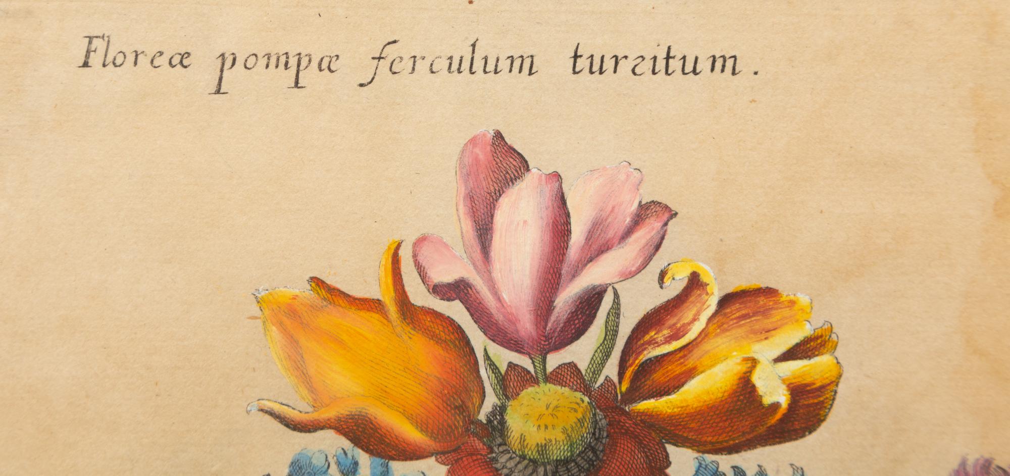 A German Hand-Colored Botanical Engraving