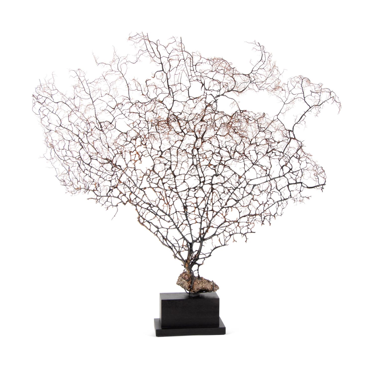 A Black Coral Branch Specimen and Red Coral Specimen