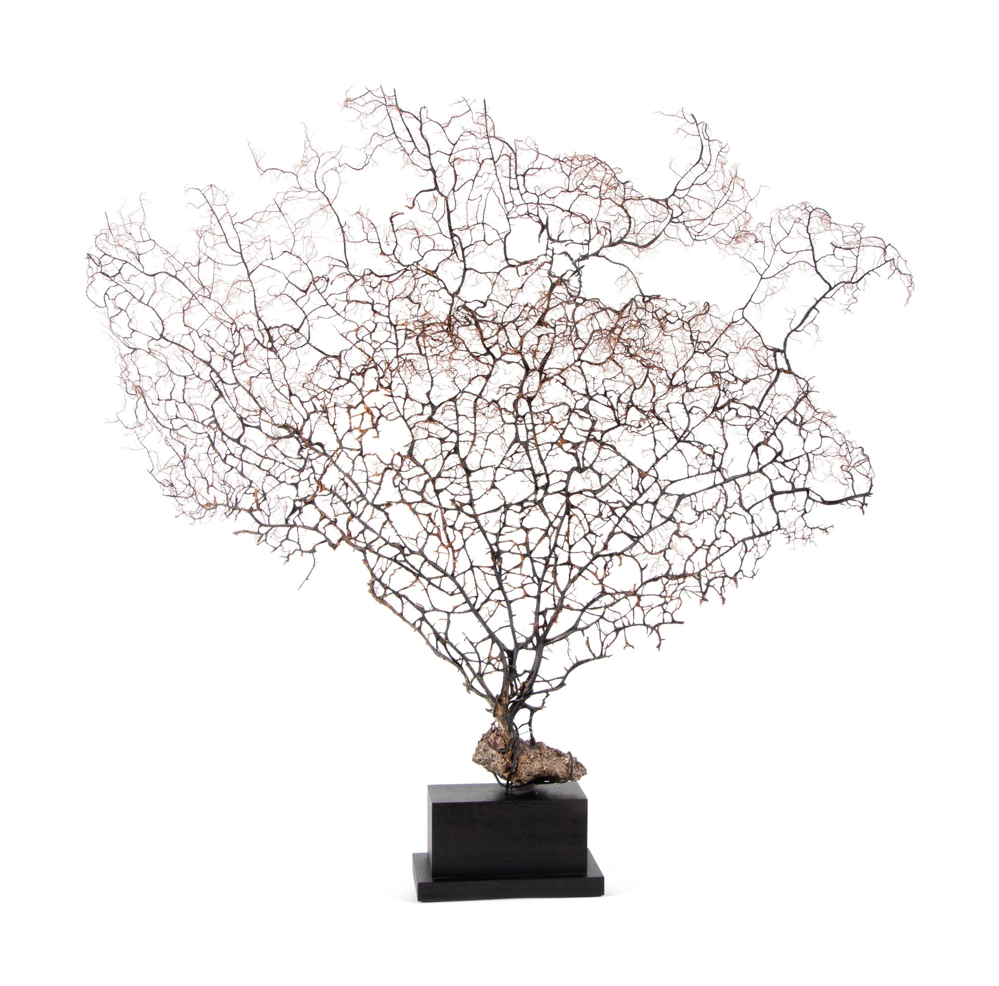 A Black Coral Branch Specimen and Red Coral Specimen