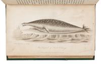 WEDDELL, James (1787-1834). A Voyage towards the South Pole, performed in the years 1822-24. Containing an Examination of the Antarctic