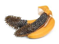 Untitled (Bananas)
