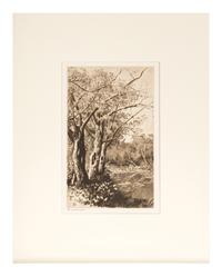 Willows