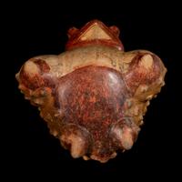 A Calima Terracotta Toad Effigy Alcarraza
