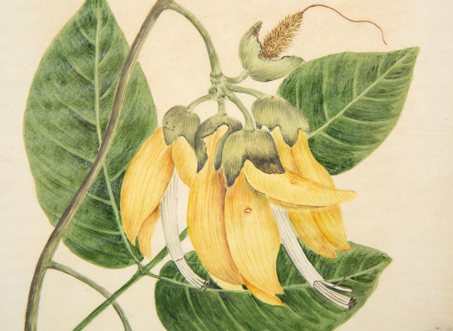 A Set of Eighteen Framed English Botanical Watercolor Illustrations