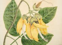 A Set of Eighteen Framed English Botanical Watercolor Illustrations