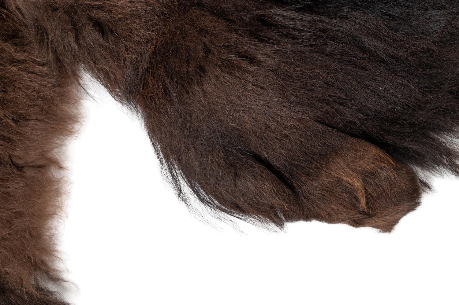 A Buffalo Hide Rug