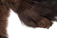 A Buffalo Hide Rug