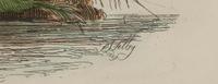 Common Shoveler