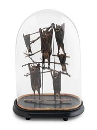 A Taxidermy Bat Display