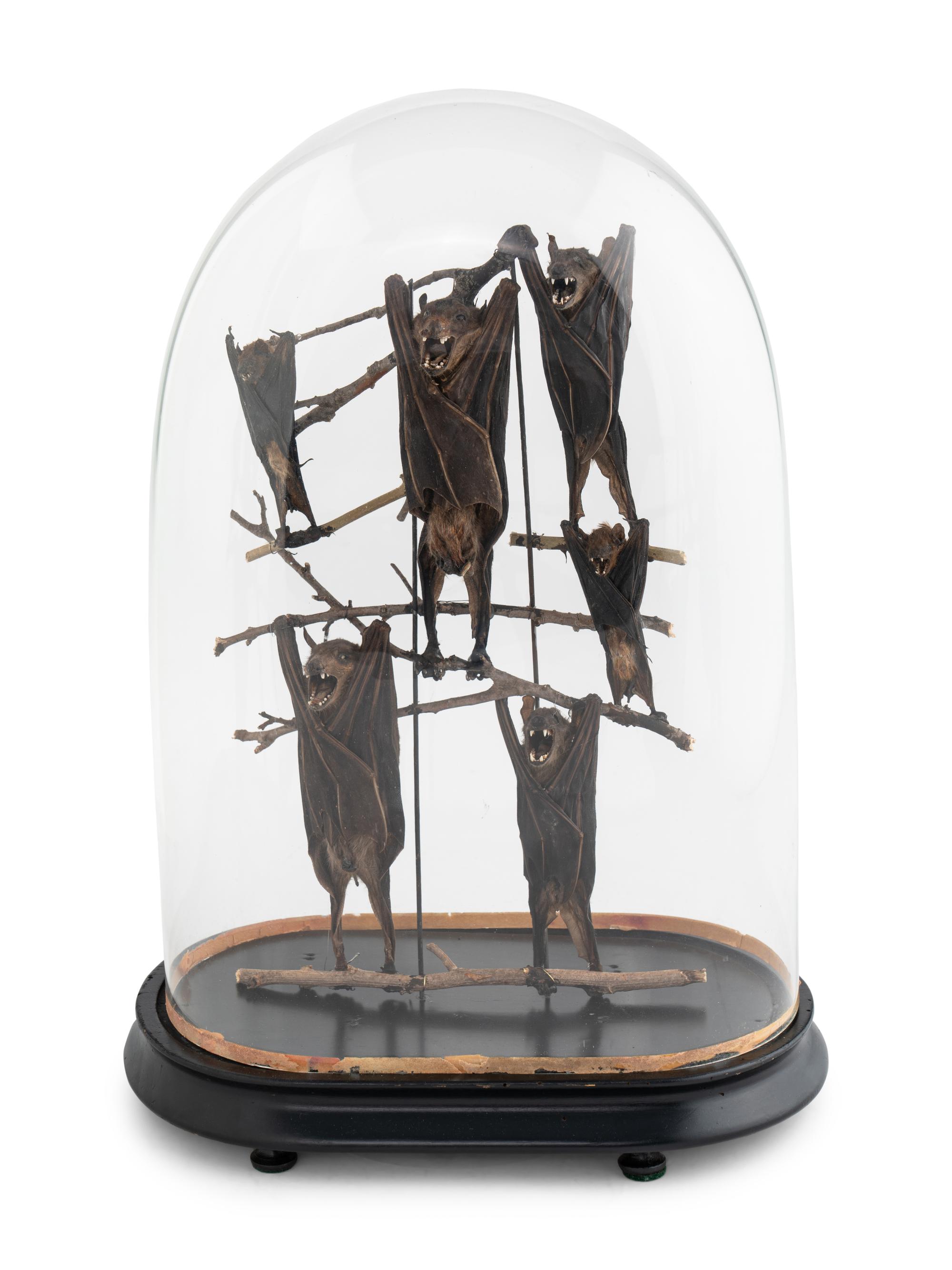 A Taxidermy Bat Display