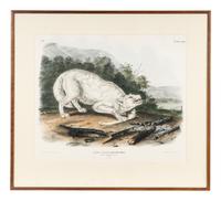 AUDUBON, John James (1785-1851) White American Wolf (Plate LXXII) Canis lupus