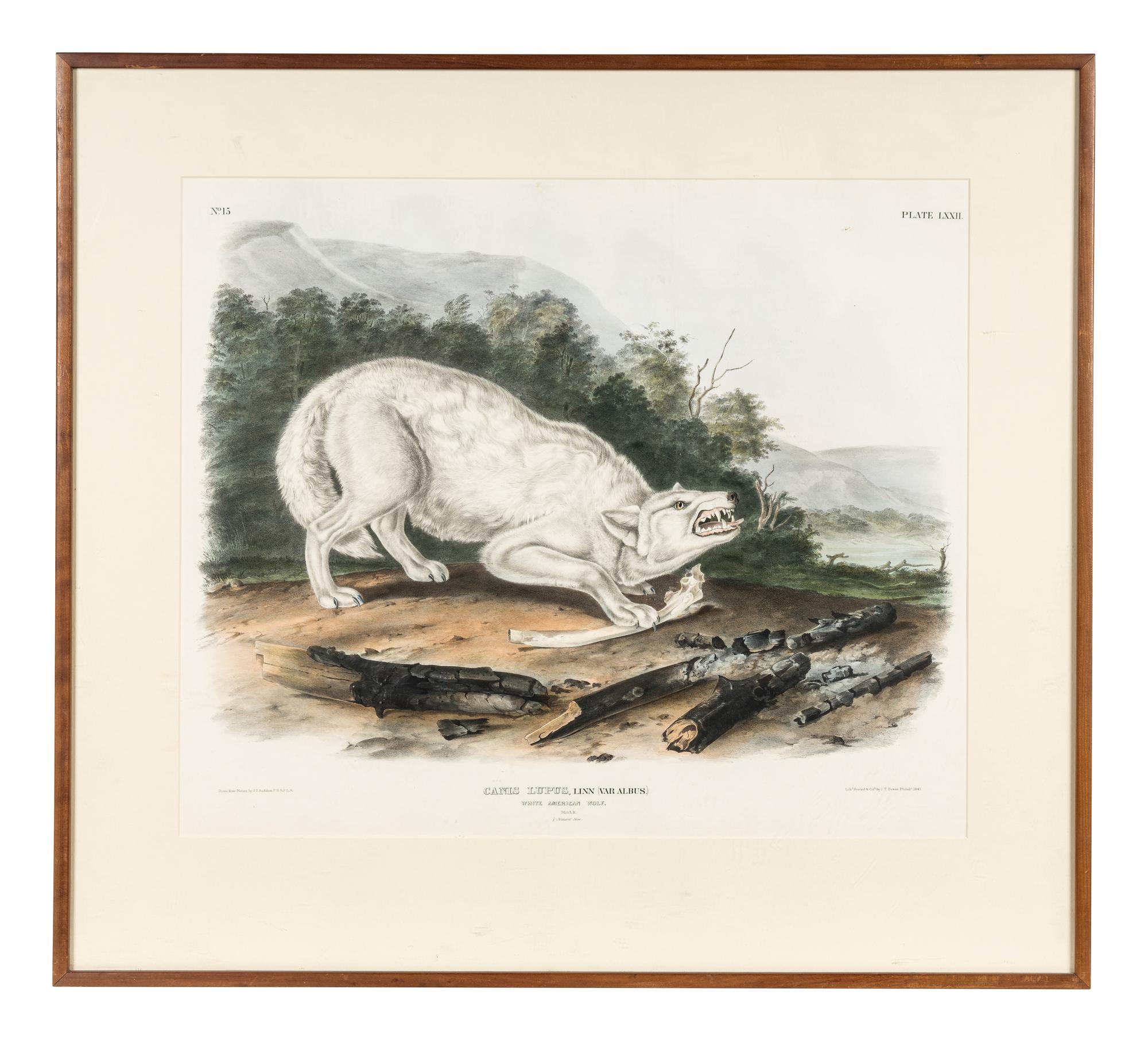 AUDUBON, John James (1785-1851) White American Wolf (Plate LXXII) Canis lupus