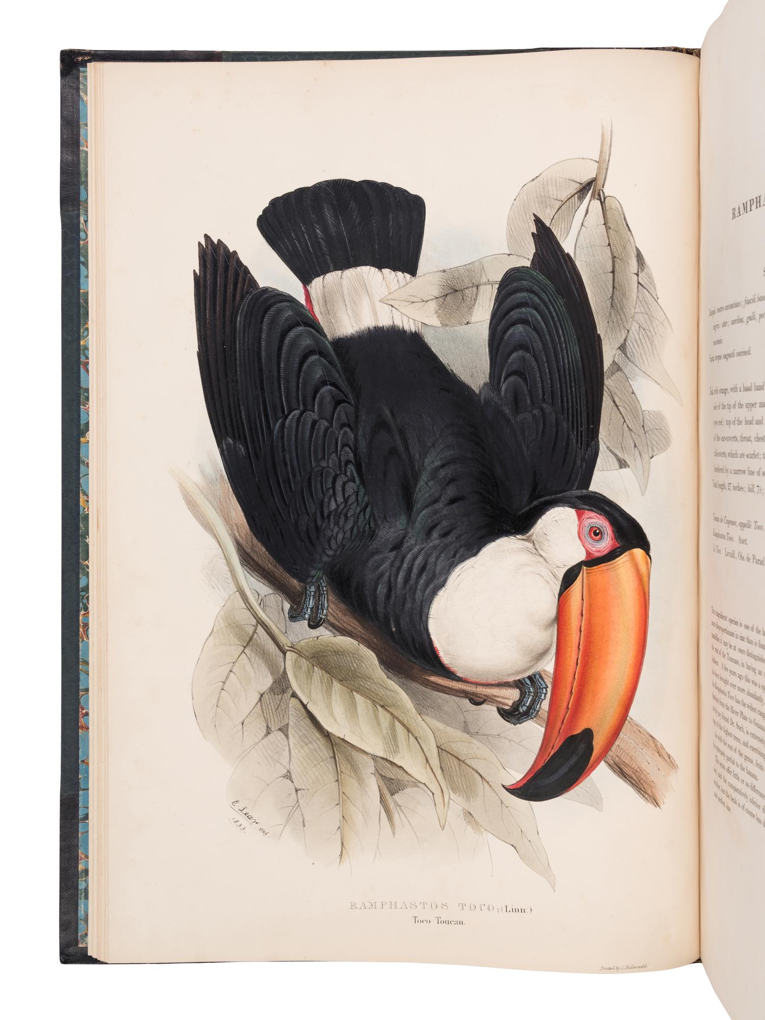[NATURAL HISTORY]. GOULD, John (1804-1881). A Monograph of the Ramphastidae, or Family of Toucans . London: Published by the Author, [1833-] 1834 [-1835].