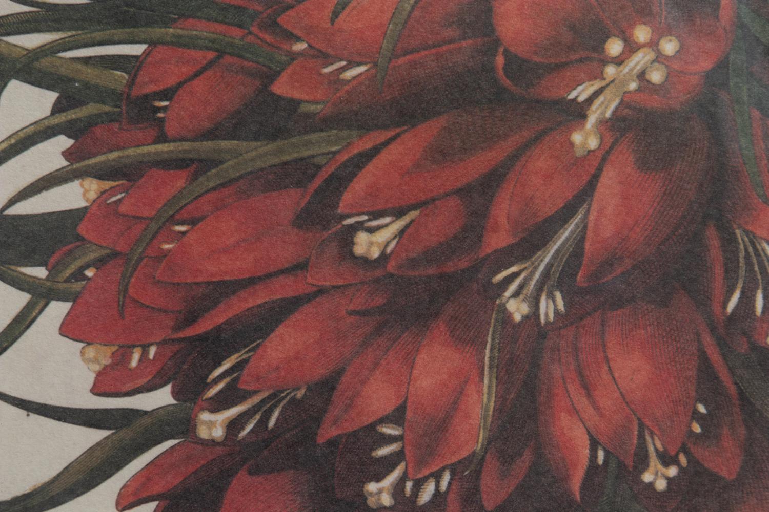Two Framed Botanical Prints