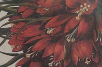 Two Framed Botanical Prints