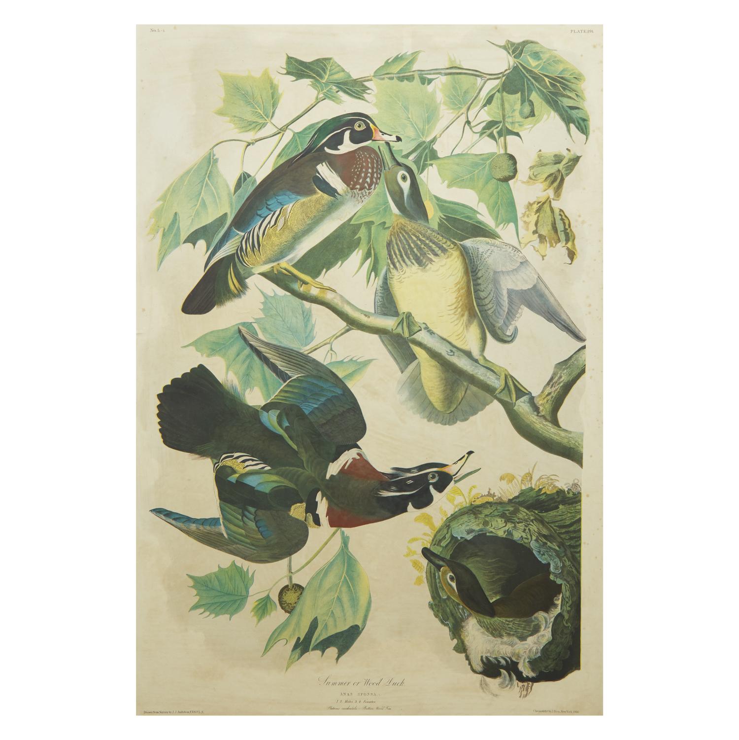 [Natural History] Audubon, John James. Summer or Wood Duck