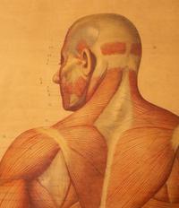 A Pair of German Large Medical Study Prints: Original Deutches Hygiene Museum — CC Meinhold & Sohne, Dresden