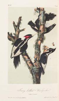 AUDUBON, John James. The Birds of America. New York: John Lockwood, [ca 1870-1871]. 8 volumes, royal 8vo.