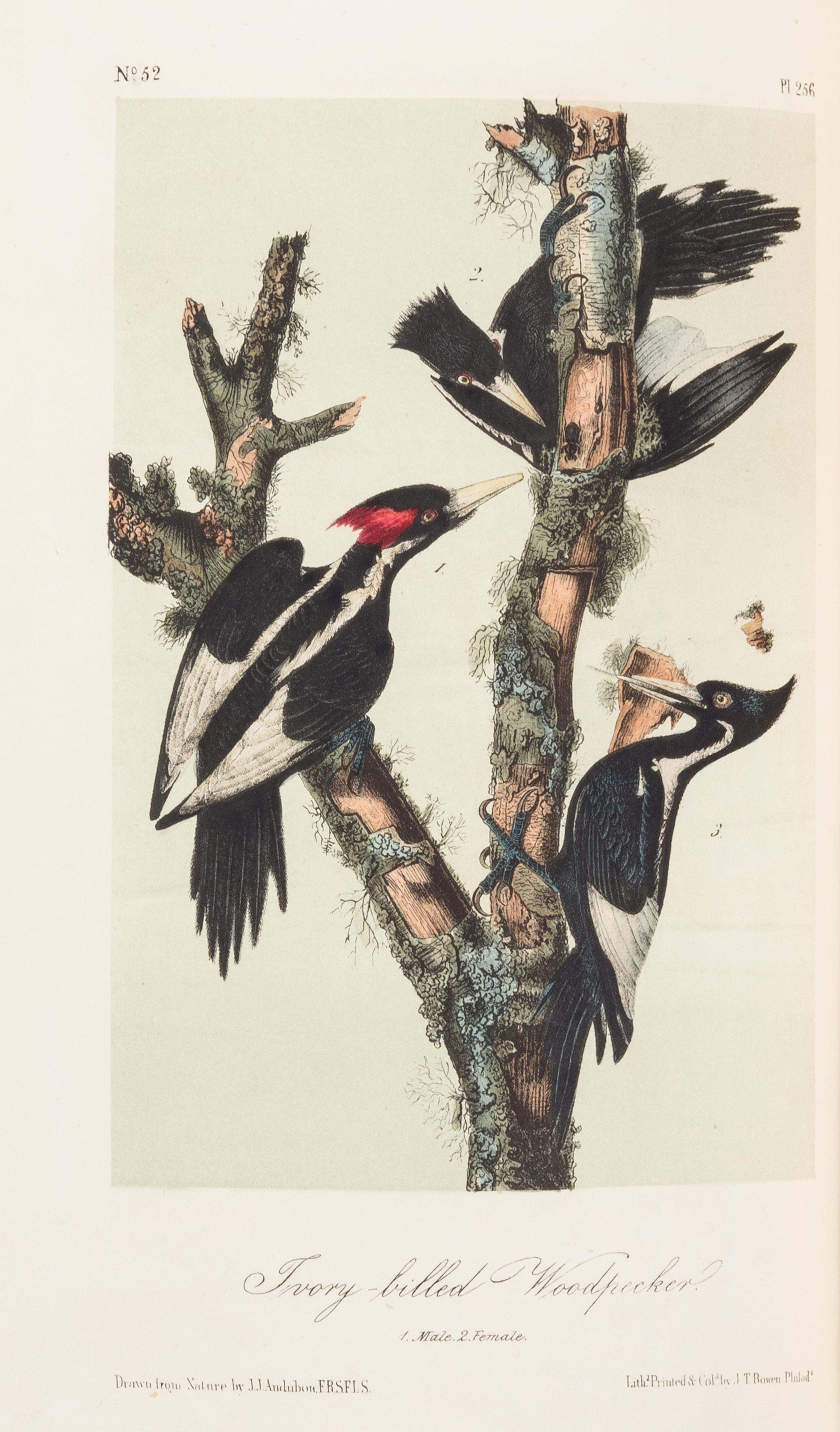 AUDUBON, John James. The Birds of America. New York: John Lockwood, [ca 1870-1871]. 8 volumes, royal 8vo.