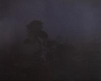 The Tree at the Edge of the World, Sabmar, La Dahesa, El Hierro, March, 2002-2004