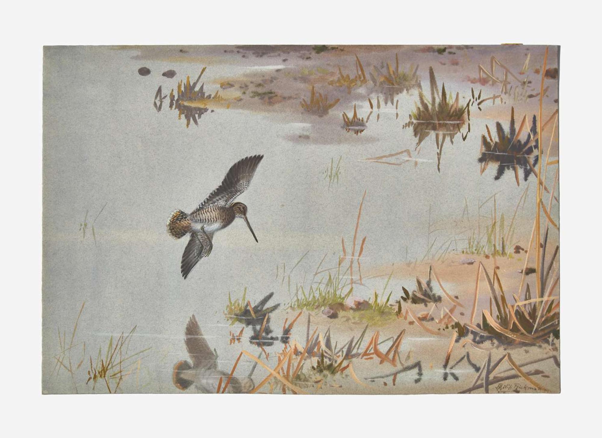 [Sporting] Rickman, Philip: Group of 2 Original Illustrations of Game Birds