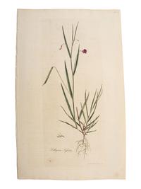 A Group of Avian and Botanical Prints