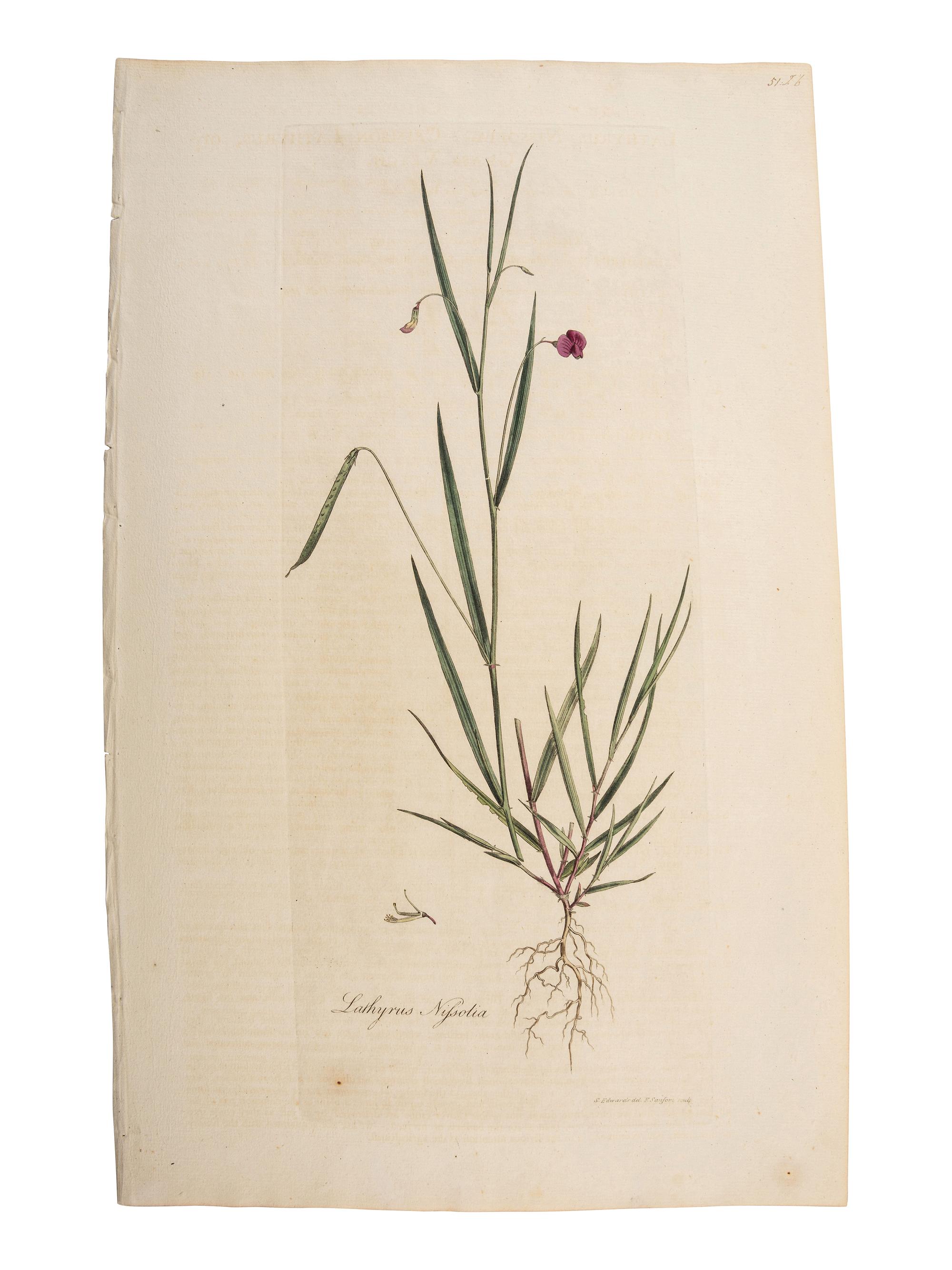 A Group of Avian and Botanical Prints