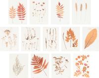 A Set of Thirteen Framed Botanical Specimens