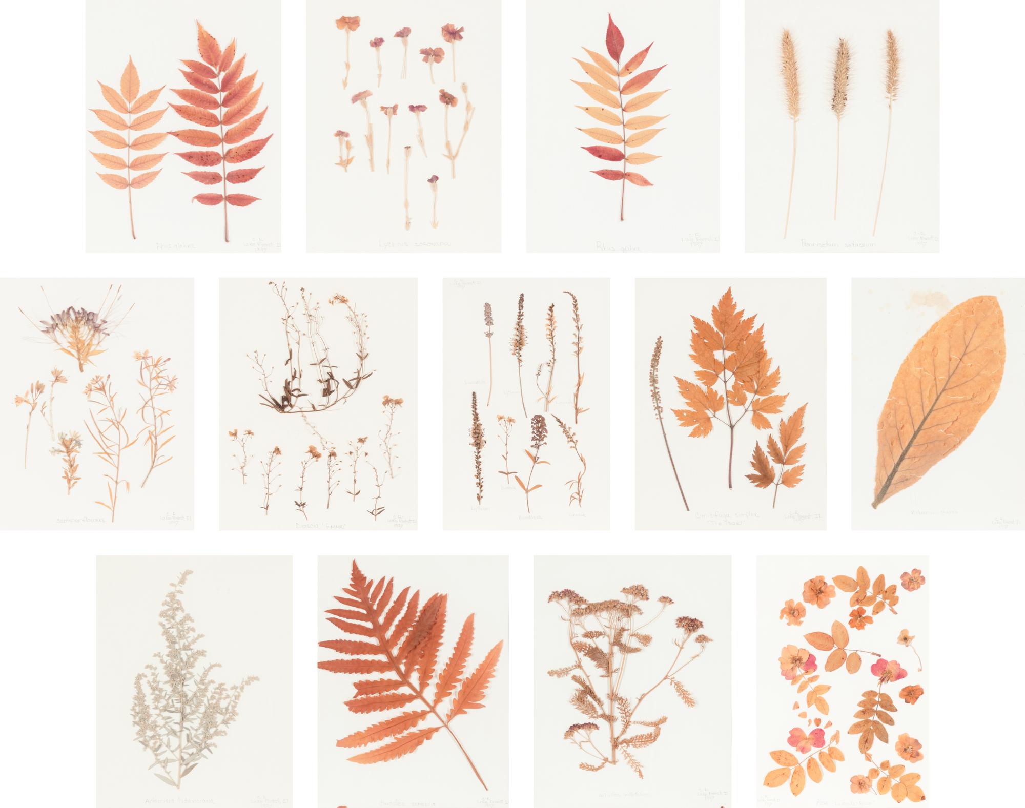 A Set of Thirteen Framed Botanical Specimens