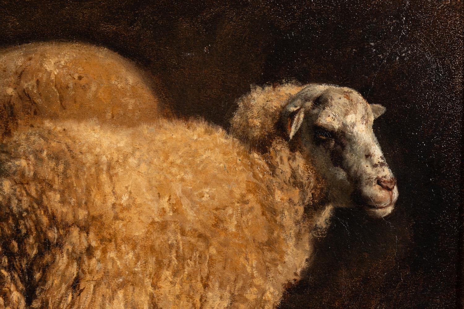 Study of Two Sheep