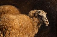 Study of Two Sheep